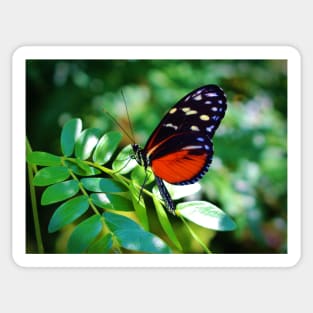 Tiger Longwing Butterfly Sticker